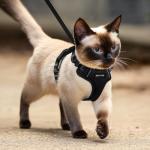 Adjustable Escape-Proof Cat Harness and Leash Set