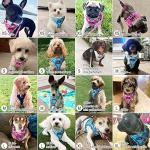 Adjustable Reflective Dog Harness and Leash Set