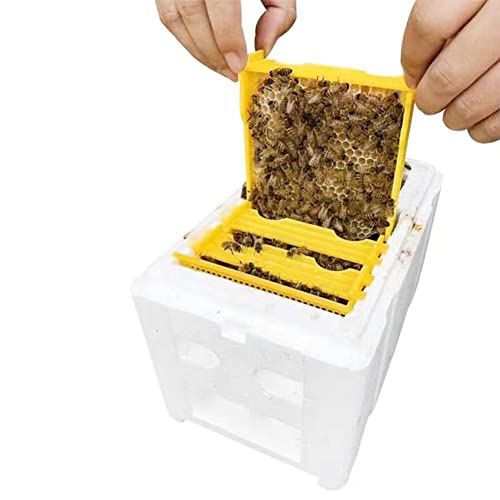 Queen Bee Rearing Single Polystyrene Mating Nucs Hive