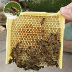 Tokenhigh Bee Hive Box: Beekeeping Equipment for Queen Breeding