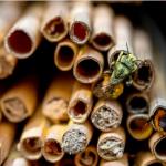 50 Pack of Reed Tubes for Mason Bees