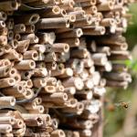 50 Pack of Reed Tubes for Mason Bees
