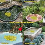 Bee Watering Station and Butterfly Feeder Set