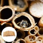 50 Pack of Reed Tubes for Mason Bees
