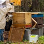 Beekeeping Queen Bee Rearing Hive - Single Polystyrene