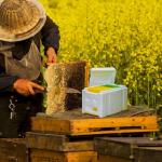 Beekeeping Queen Bee Rearing Hive - Single Polystyrene