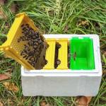 Beekeeping Queen Bee Rearing Hive - Single Polystyrene