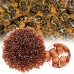 1000PCS Queen Rearing Cell Cups - Beekeeper's Essential
