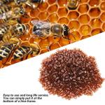 1000PCS Queen Rearing Cell Cups - Beekeeper's Essential