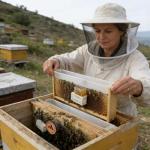 Bee Cages – Wooden Breeding Kit for Beekeeping