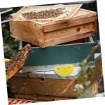 6-Pack Plastic Wasp Traps for Beekeeping