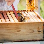 KINGLAKE 2-Piece Steel Bee Hive Tool Set