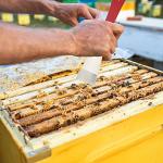 KINGLAKE 2-Piece Steel Bee Hive Tool Set