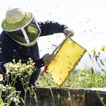 Stainless Steel Bee Hive Frame Lifter Set