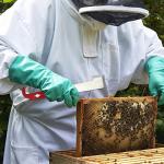 Stainless Steel Bee Hive Frame Lifter Set