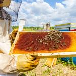 Stainless Steel Bee Hive Frame Lifter Set