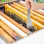 Stainless Steel Hive Scraper Tool for Beekeeping