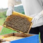 Ventilated Beekeeping Suit with Gloves Set