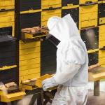 Ventilated Beekeeper Suit with Protective Gloves Set