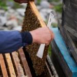 Stainless Steel Bee Hive Scraper Tool Set