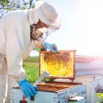 Stainless Steel Bee Hive Tool Set - 2 Pcs