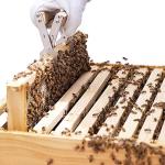 Bee Frame Grip Tool with Wooden Handle