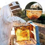 Bee Frame Grip Tool with Wooden Handle