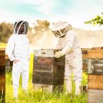 Self Mark Professional Beekeeping Suit with Veil