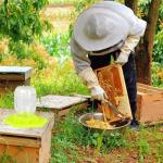 Mason Jar Bee Feeder and Watering Station
