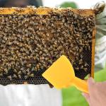 Heavy-Duty Honey Extractor Scraper Tool