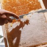 Stainless Steel Wasp Knife Honey Uncapping Cutter