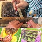 10-Pack Grafting Tools for Beekeeping and Queen Rearing