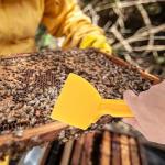 Heavy-Duty Honey Uncapping Tool for Beekeepers