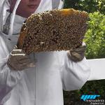 Cotton Full Body Beekeeping Suit with Veil
