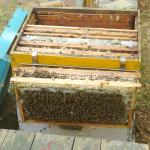 Stainless Steel Bee Hive Frame Holder Tool