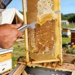 Stainless Steel Honey Uncapping Cutter Set