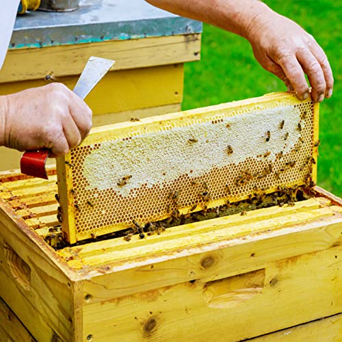 304 Stainless Steel Bee Hive Scraper Tool