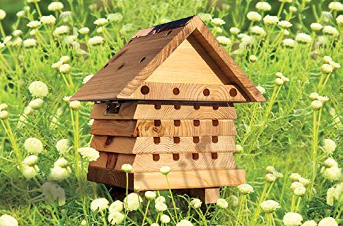 Solitary Bee Hive by Wildlife World