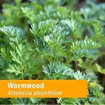 Organic Wormwood Extract for Digestive Support - 1 oz