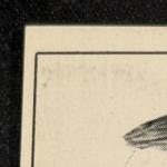 Charles Radbourne 1950 Callahan HOF Card