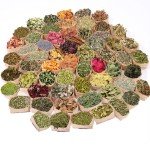 60-Piece Dried Herbs for Witchcraft and Rituals