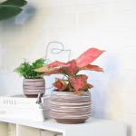 Gepege 6 Inch + 4 inch Ceramic Plant Pots for Indoor Plants, Small Large Round Succulent Orchids Flower Pot with Drainage Holes, Coffee