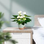 Vanslogreen Plant Pots Indoor 7/6.5/6/5.5/5 Inch Self Watering Planters for Indoor Plants with Drainage Hole, Plastic Flower Pots for Succulents, African Violet (Green)
