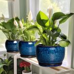 SQOWL 6 Inch Plant Pot - Ceramic Planter Pot with Drainage Hole and Saucer, Succulent Pot Round Flower Pot for Indoor Plants Outdoor, Blue