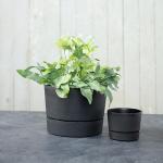 Root & Vessel Majestic Mid-Century Modern Low Profile Cylinder Pot, Matte Black, 6.5"