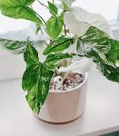 LE TAUCI Ceramic Plant Pots, 4.3+5.3+6.8 inch, Set of 3, Planters with Drainage Hole and Saucer, Indoor Flower Pot with Hole Mesh Pad, Gifts for Mom, Reactive Glaze Beige