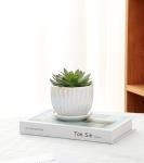 Ton Sin White Plant Pots,Pearl Gold Ceramic Flower Pots 4"+5"+6" Inch Indoor Succulent Pot with Drainage Hole - Decorative Orchid Pots and Herb Pots Set of 3