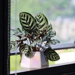 YQSLYSF 6 Inch + 4 Inch Ceramic Planter for Indoor Plants - Plant Pots with Drainage Hole - Modern Minimalist Flower Pot for Succulents and Herbs