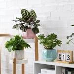 YQSLYSF 6 Inch + 4 Inch Ceramic Planter for Indoor Plants - Plant Pots with Drainage Hole - Modern Minimalist Flower Pot for Succulents and Herbs