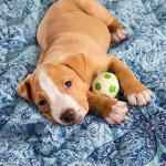 Reversible Quilt Set with Matching Shams - Aqua